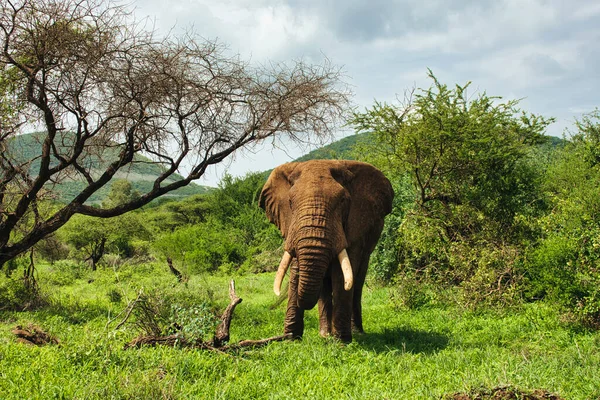 Tsavo Doğu 'daki filler ve Kenya' daki Tsavo Batı Ulusal Parkı