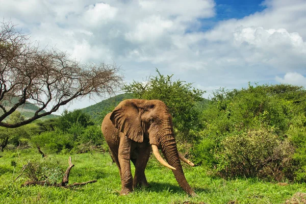 Tsavo Doğu 'daki filler ve Kenya' daki Tsavo Batı Ulusal Parkı