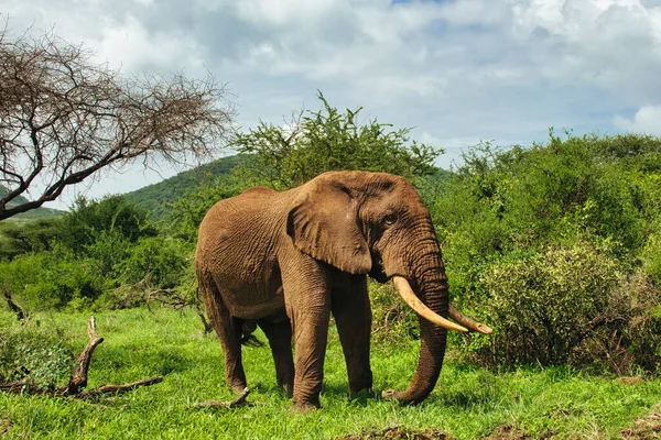 Tsavo Doğu 'daki filler ve Kenya' daki Tsavo Batı Ulusal Parkı