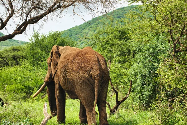 Elefantes Tsavo East Tsavo West National Park Quênia — Fotografia de Stock