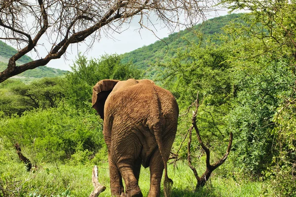 Elefanter Tsavo East Och Tsavo West National Park Kenya — Stockfoto