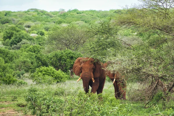 Tsavo Doğu 'daki filler ve Kenya' daki Tsavo Batı Ulusal Parkı