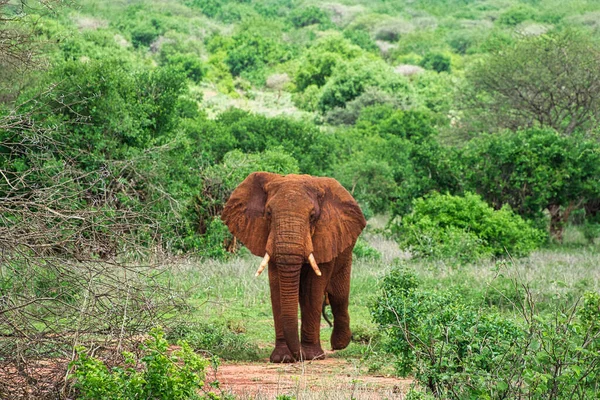 Elefanter Tsavo East Och Tsavo West National Park Kenya — Stockfoto