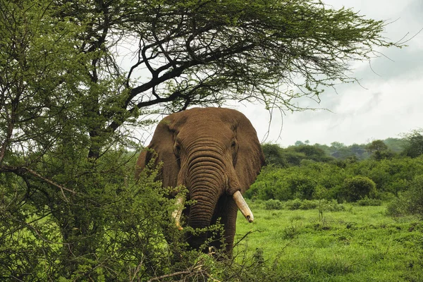 Słonie Tsavo East Tsavo West National Park Kenii — Zdjęcie stockowe