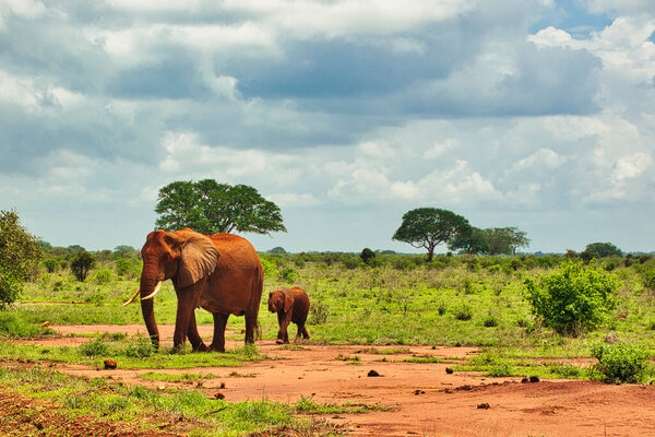 Elephants in the Tsavo East and Tsavo West National Park in Kenya