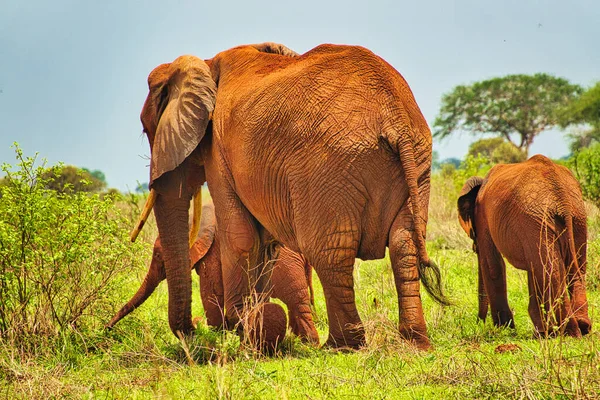 Elefantes Tsavo East Tsavo West National Park Quênia — Fotografia de Stock