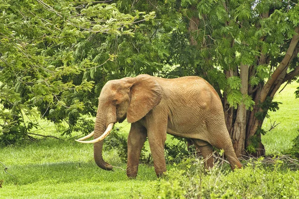 Elefantes Tsavo East Tsavo West National Park Quênia — Fotografia de Stock