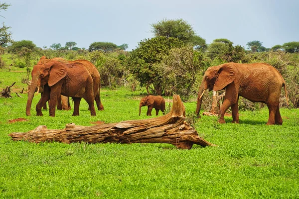 Elefantes Tsavo East Parque Nacional Tsavo West Kenia — Foto de Stock