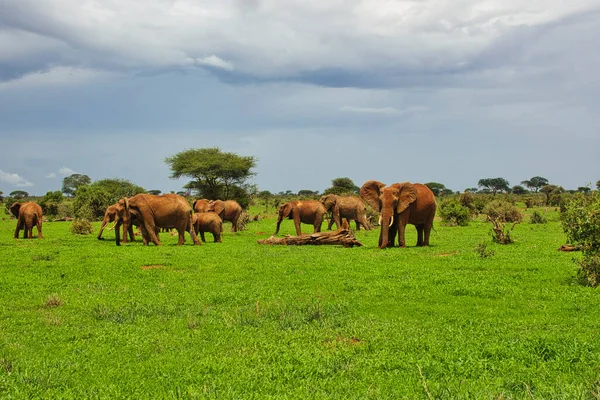 Elefantes Tsavo East Tsavo West National Park Quênia — Fotografia de Stock