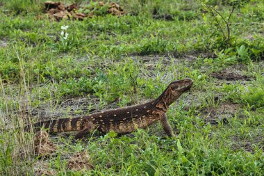 Gecko, lizards, agame in the National Park Tsavo East and Tsavo West in Kenya