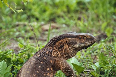 Gecko, lizards, agame in the National Park Tsavo East and Tsavo West in Kenya