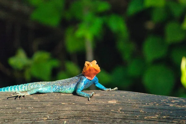 Gecko Lizards Agame National Park Tsavo East Tsavo West Kenya — Stok fotoğraf