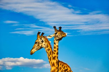 Tsavo Doğu 'da zürafalar, Tsavo Batı' da ve Kenya 'da Amboseli Ulusal Parkı' nda 
