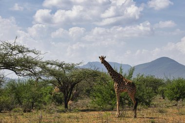 Tsavo Doğu 'da zürafalar, Tsavo Batı' da ve Kenya 'da Amboseli Ulusal Parkı' nda 