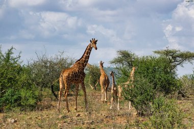 Tsavo Doğu 'da zürafalar, Tsavo Batı' da ve Kenya 'da Amboseli Ulusal Parkı' nda 