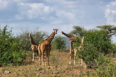 Tsavo Doğu 'da zürafalar, Tsavo Batı' da ve Kenya 'da Amboseli Ulusal Parkı' nda 