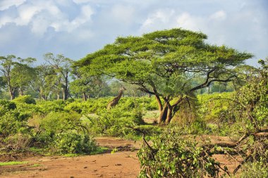 Tsavo Doğu 'da zürafalar, Tsavo Batı' da ve Kenya 'da Amboseli Ulusal Parkı' nda 