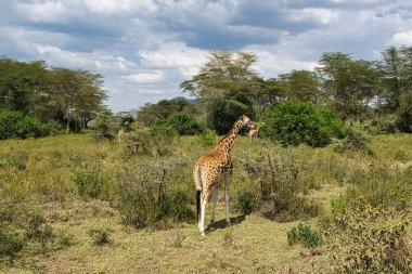 Tsavo Doğu 'da zürafalar, Tsavo Batı' da ve Kenya 'da Amboseli Ulusal Parkı' nda 