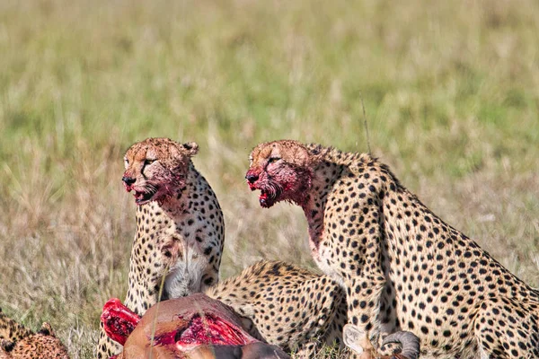 Gepard Savannah Tsavo East Tsavo West National Park — Stockfoto