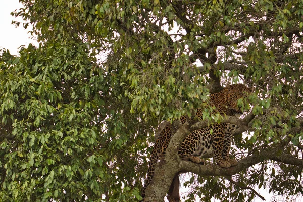 Gepard Savannah Tsavo East Tsavo West National Park — Fotografia de Stock