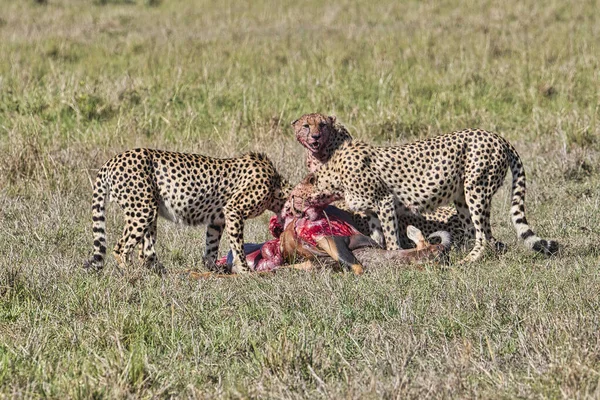 Gepard Savannah Tsavo East Tsavo West National Park — 图库照片