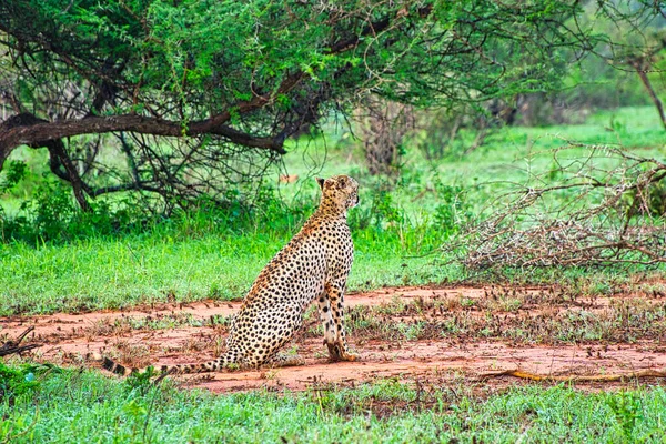 Gepard Sabana Este Tsavo Tsavo West National Park — Foto de Stock