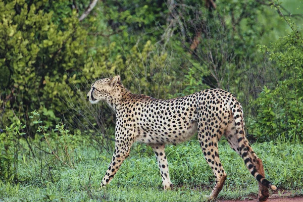 Gepard Savannah Tsavo East Tsavo West National Park — Stockfoto