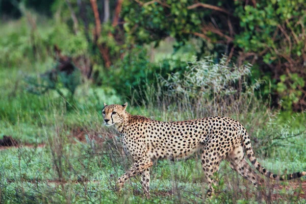 Gepard Savannah Tsavo East Tsavo West National Park — Fotografia de Stock