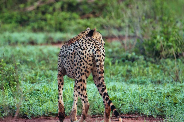 Gepard Savannah Tsavo East Tsavo West National Park — Fotografia de Stock