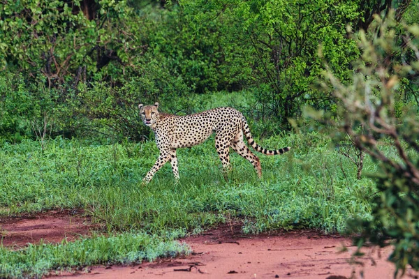 Gepard Savannah Tsavo East Tsavo West National Park — Fotografia de Stock