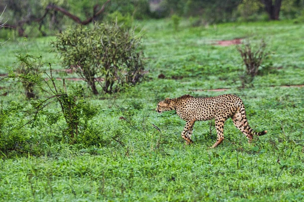 Gepard Savannah Tsavo East Tsavo West National Park — Stockfoto