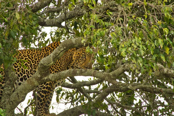 Gepard Savannah Tsavo East Tsavo West National Park — Fotografia de Stock