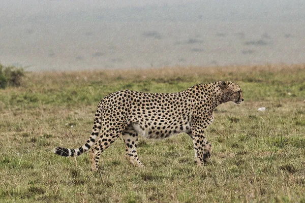 Gepard Sabana Este Tsavo Tsavo West National Park — Foto de Stock