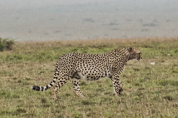 Gepard Savannah Tsavo East Tsavo West National Park — Fotografia de Stock