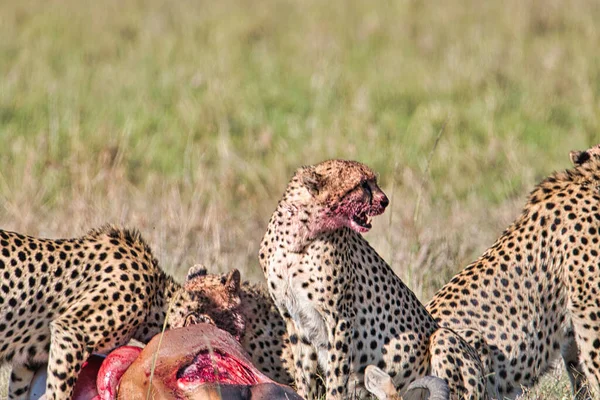 Gepard Savannah Tsavo East Tsavo West National Park — стокове фото