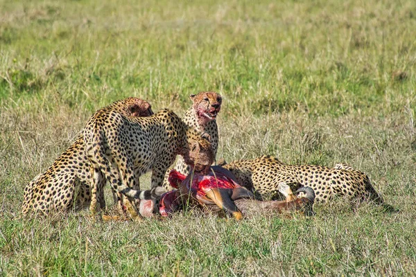 Gepard Στη Σαβάνα Στο Tsavo East Και Tsavo West National — Φωτογραφία Αρχείου