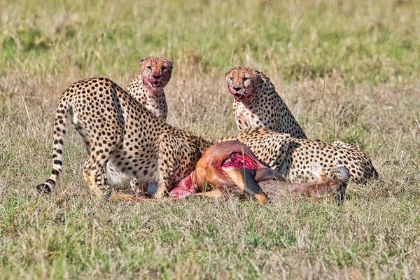 Gepard Savannah Tsavo East Tsavo West National Park — Stok Foto