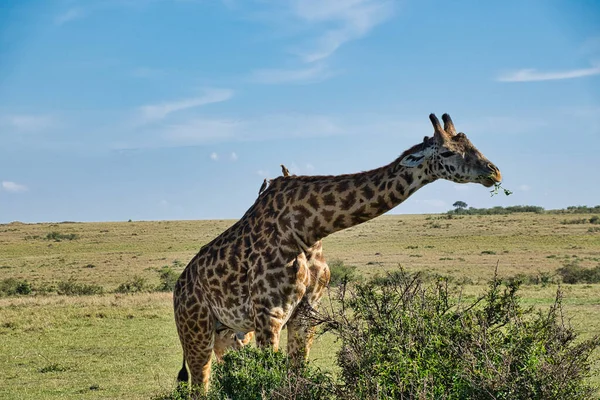 Giraffes Tsavo East Tsavo West Amboseli National Park Kenya — Stock Photo, Image