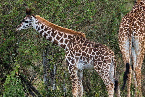Girafas Leste Tsavo Oeste Tsavo Parque Nacional Amboseli Quênia — Fotografia de Stock