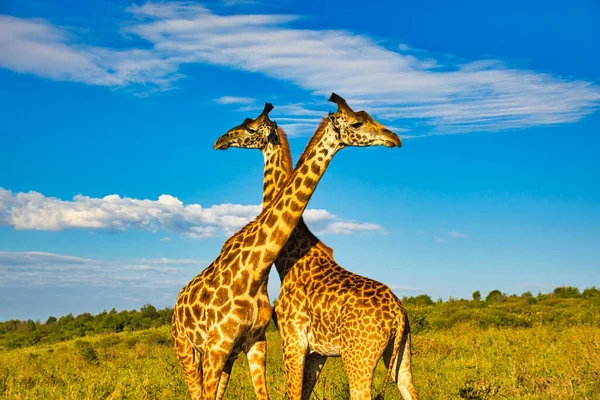 Jirafas Este Tsavo Oeste Tsavo Parque Nacional Amboseli Kenia — Foto de Stock