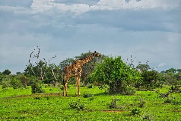 ケニアのTsavo East Tsavo West Amboseli国立公園のキリン — ストック写真