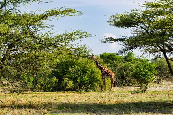 肯尼亚Tsavo East Tsavo West和Amboseli国家公园的Giraffes — 图库照片