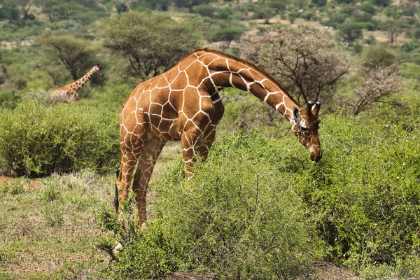 Giraffes Tsavo East Tsavo West Amboseli National Park Kenya — Stock Photo, Image
