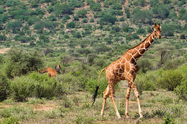 Žirafy Východě Tsavo Západě Tsavo Národním Parku Amboseli Keni — Stock fotografie