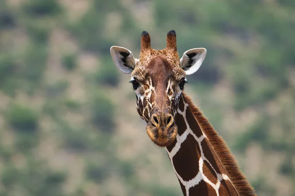 Giraffes Tsavo East Tsavo West Amboseli National Park Kenya — Stock Photo, Image