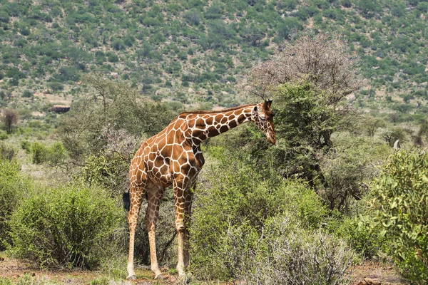 Giraffen Het Tsavo Oosten Tsavo West Amboseli Nationaal Park Kenia — Stockfoto