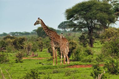 Tsavo Doğu 'da zürafalar, Tsavo Batı' da ve Kenya 'da Amboseli Ulusal Parkı' nda 