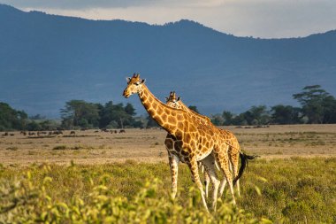 Tsavo Doğu 'da zürafalar, Tsavo Batı' da ve Kenya 'da Amboseli Ulusal Parkı' nda 