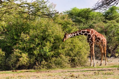 Tsavo Doğu 'da zürafalar, Tsavo Batı' da ve Kenya 'da Amboseli Ulusal Parkı' nda 
