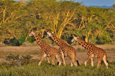 Tsavo Doğu 'da zürafalar, Tsavo Batı' da ve Kenya 'da Amboseli Ulusal Parkı' nda 